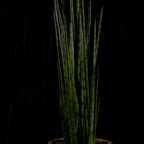 ORIGINAL MPR3609.jpg